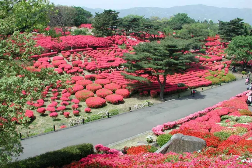 静岡県伊東市「小室山公園つつじ観賞会」4/15～5/7開催！公園を彩る真っ赤な絨毯