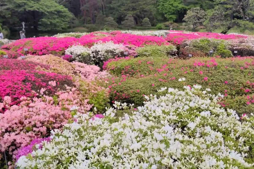 神代植物公園「つつじウィーク」4/11〜5/7開催！広大な敷地に約270種、12,000株