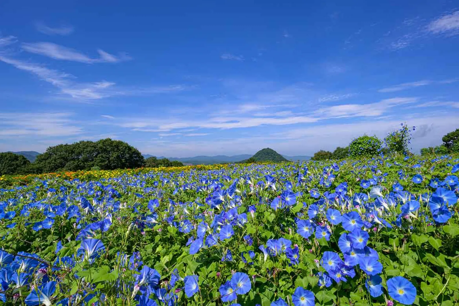 世羅高原の丘を彩る新しい夏色に出逢える花畑「ヘブンリーブル―の丘