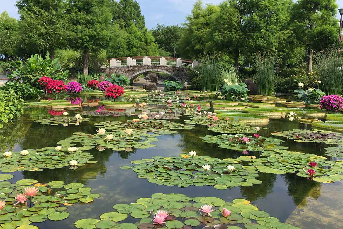 水面を彩る美しい花が見頃。滋賀県草津市の水生植物公園みずの森