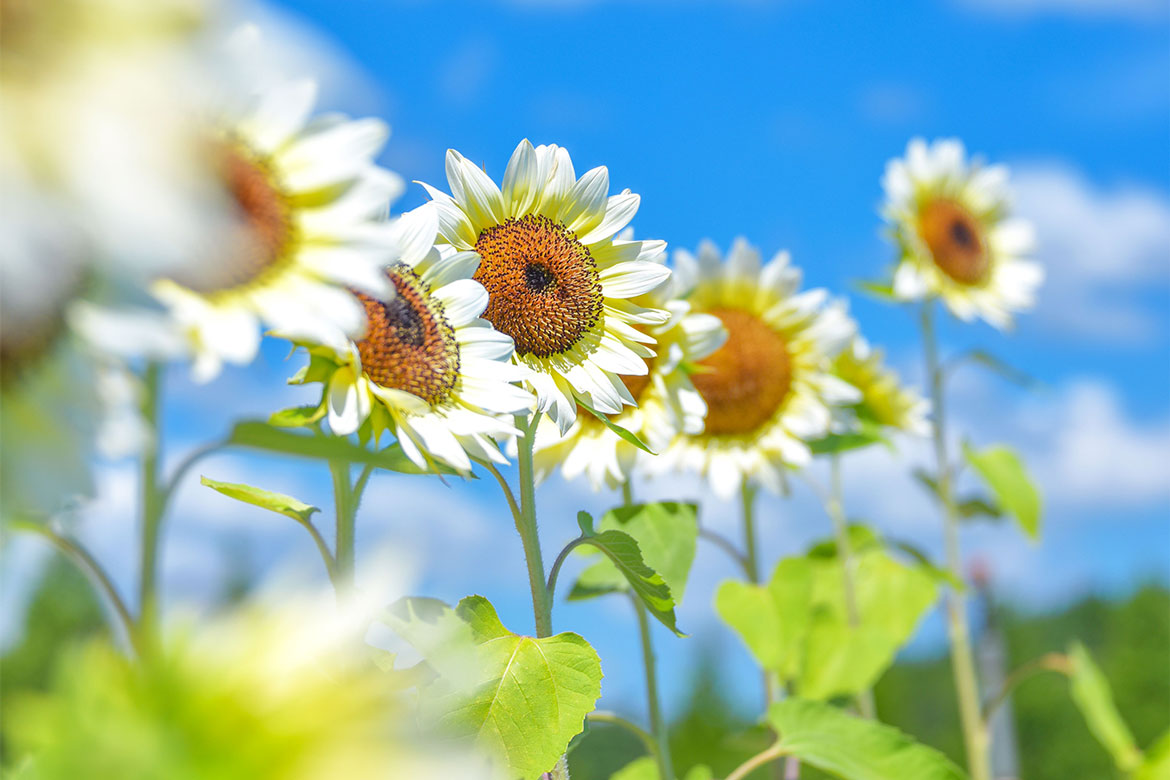 夏の世羅高原農場「ひまわりまつり」開催。60品種のひまわりが咲き誇る