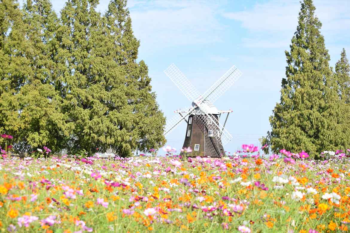 けし畑 コスモス花畑と風車の絶景！千葉県「柏市あけぼの山農業公園」の