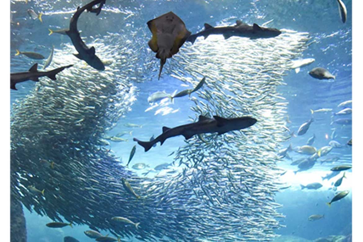 新江ノ島水族館にて未来へつながるディナーイベント「Bistroえのすい
