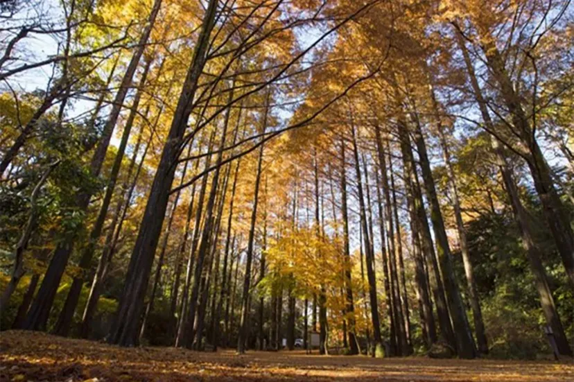 見頃は11月中旬～12月上旬！神奈川県川崎市「生田緑地」で彩り豊かな紅葉鑑賞