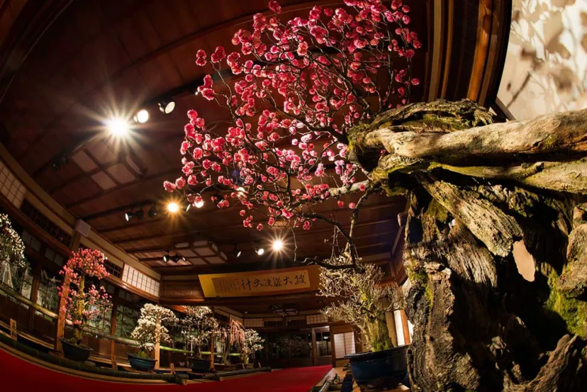 日本最大級の梅の盆栽展「長浜盆梅展」。滋賀県長浜市にて3/10まで開催中