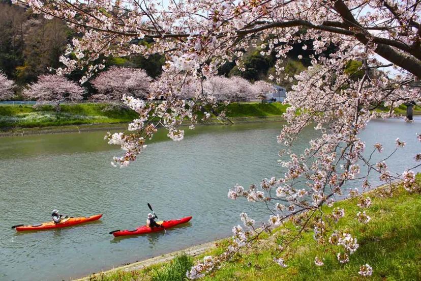 カヤックに乗ってお花見体験!休暇村南伊豆「Sakura Kayak 弓ヶ浜さくらツアー」3/23より実施