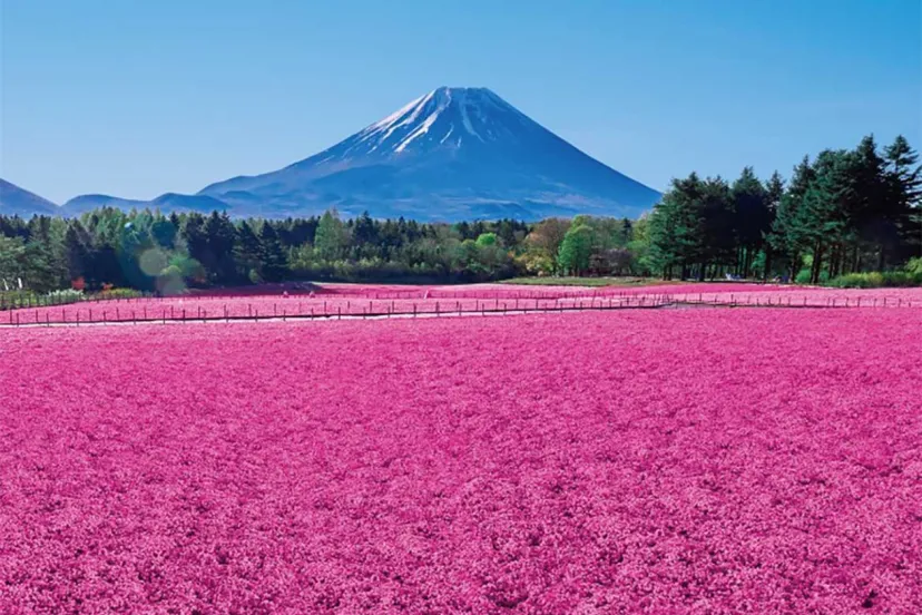 一面に広がる芝桜！富士山麓の春の風物詩「富士芝桜まつり」4/13より開催