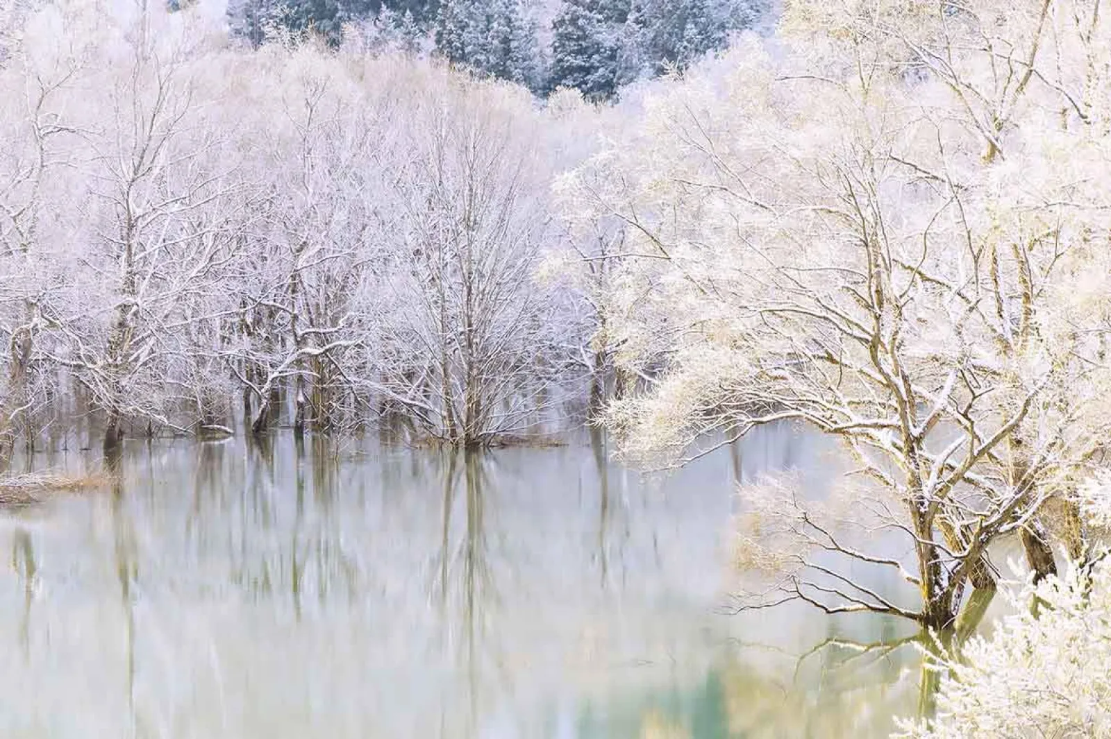 神秘的な”白川湖の水没林”を気球に乗って鑑賞！「雪原気球