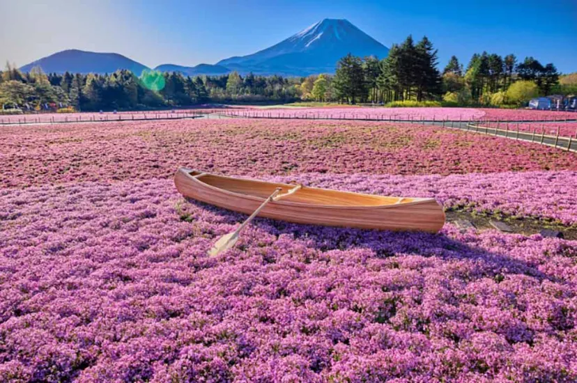 約50万株の芝桜の祭典！富士山麓の春の風物詩「富士芝桜まつり」 4/13開幕