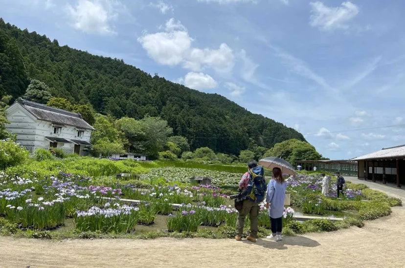 静岡・加茂荘花鳥園にて、「2024年花菖蒲・アジサイ展」4/26から開催