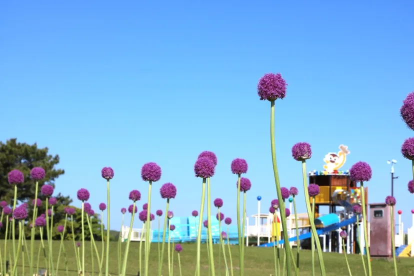 新緑に映える紫色の花、福岡「国営海の中道海浜公園」でアリウム・ギガンチウムが開花中