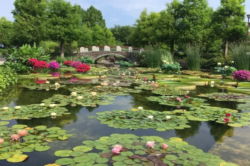 睡蓮が間もなく見頃！「草津市立水生植物公園みずの森」にて、『スイレン展』6/6より開催