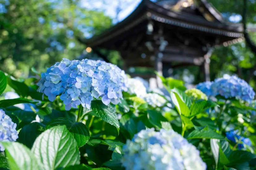 神奈川県・多摩丘陵のあじさい寺「長尾山 妙楽寺」にて、28種類約1,000株のあじさいが見頃