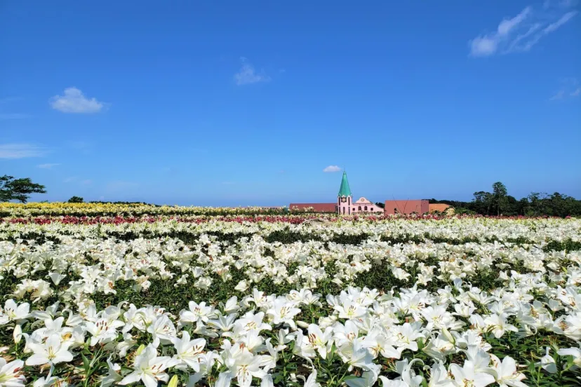 73品種9万輪のゆりが間もなく見頃！「東京ドイツ村」で楽しむ初夏の絶景