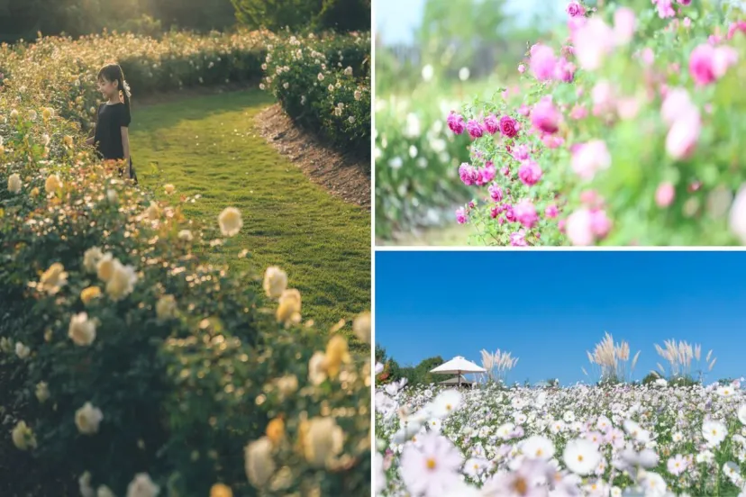 150品種7,200株のバラの絶景！広島・世羅高原花の森「秋ローズと花のガーデン」9/14オープン