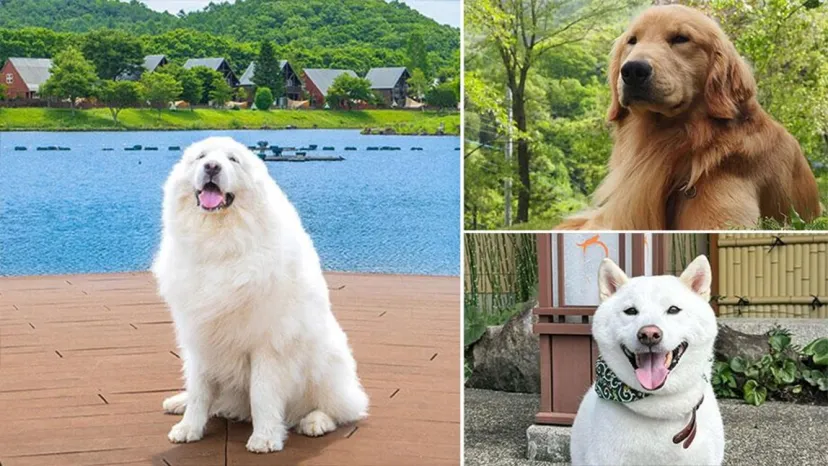 「楽天トラベル」、犬の日に合わせて、宿の看板犬ランキングを発表