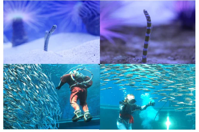 【横浜・八景島シーパラダイス】年末年始限定で楽しめるイベントが盛りだくさん!『シーパラの年末年始』【2024年12月26日(木)~2025年1月13日(月・祝)】