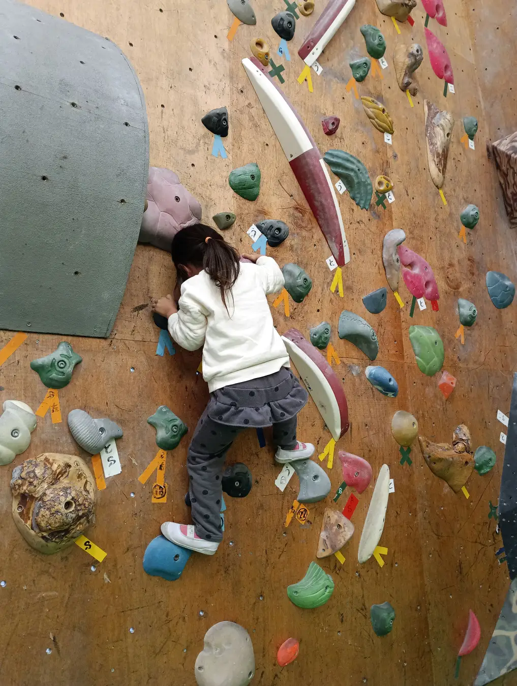 夏休みの思い出に！初心者でも安心の「ボルダリングチャレンジ」イベント開催 ～JAF岐阜支部主催、7月26日（土）に大垣市で開催～