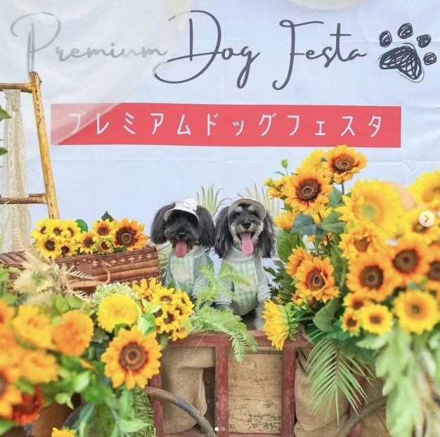 ドッグファーストなイベント「酒々井プレミアムドッグフェスタ」で見つけた、夏のドライブに持っていきたい愛犬グッズ！