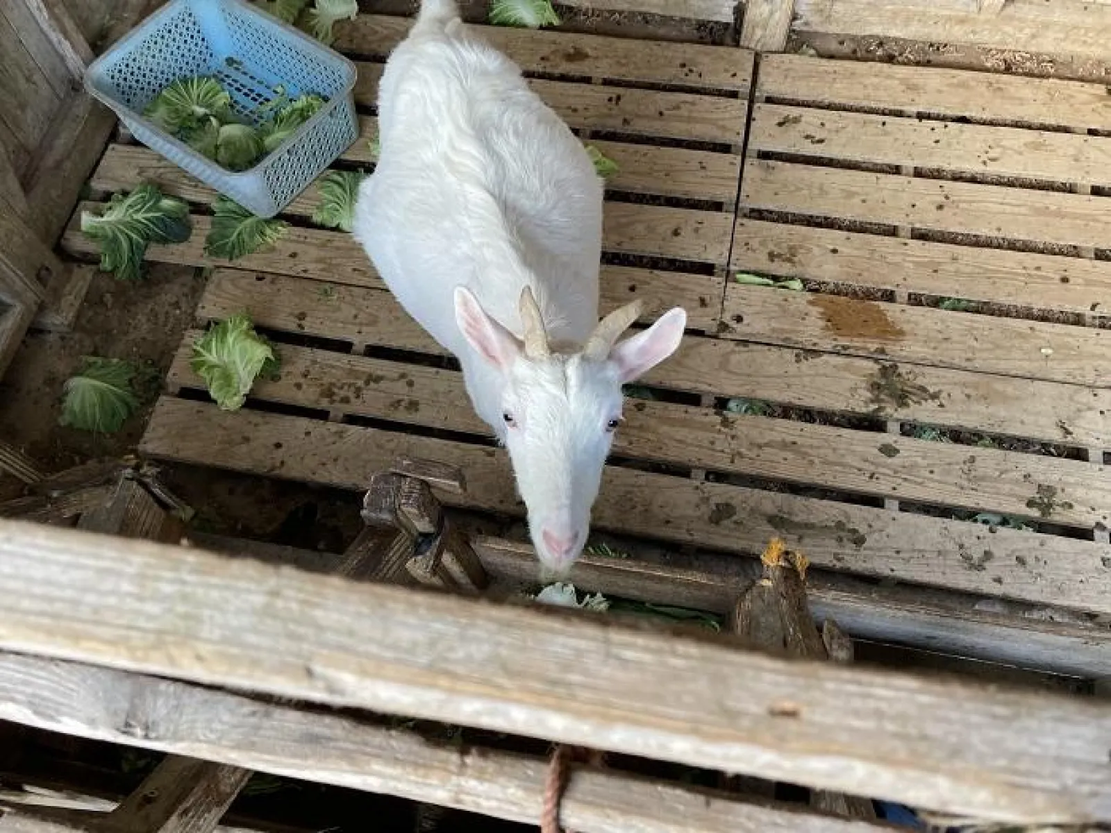 やぎ