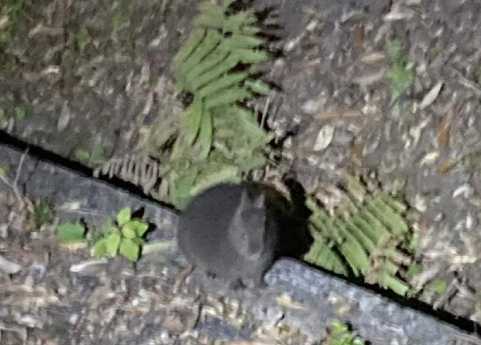 アマミノクロウサギ