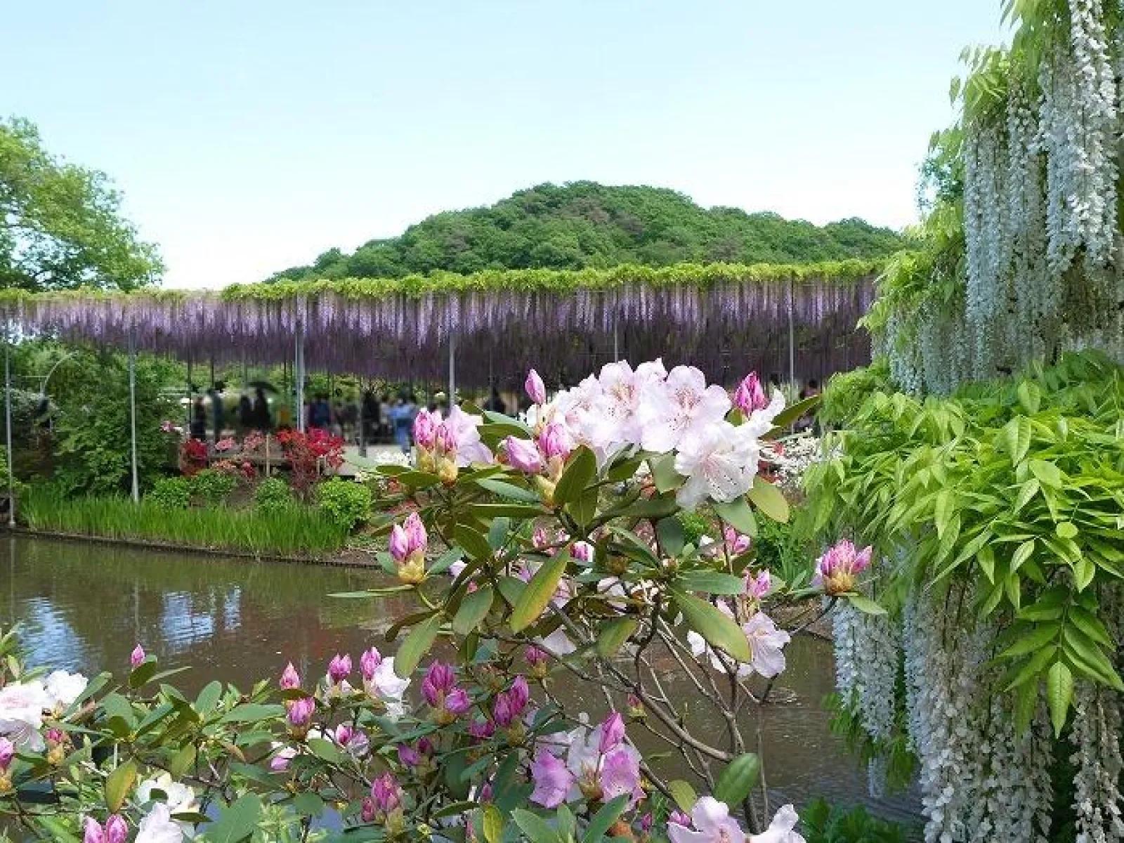 藤棚を背景に咲くシャクナゲ