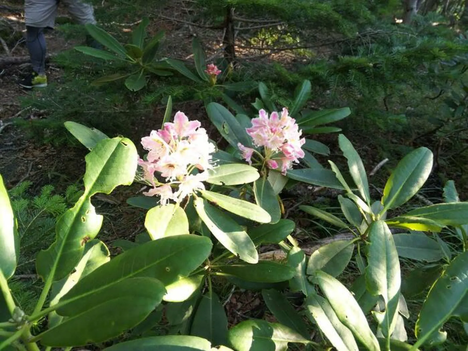 登山道には満開のシャクナゲの花