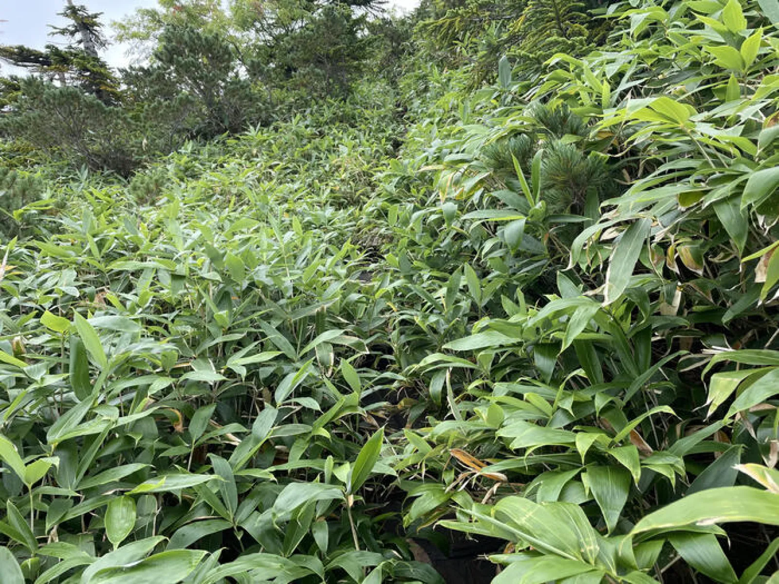 燧ヶ岳　御池ルート