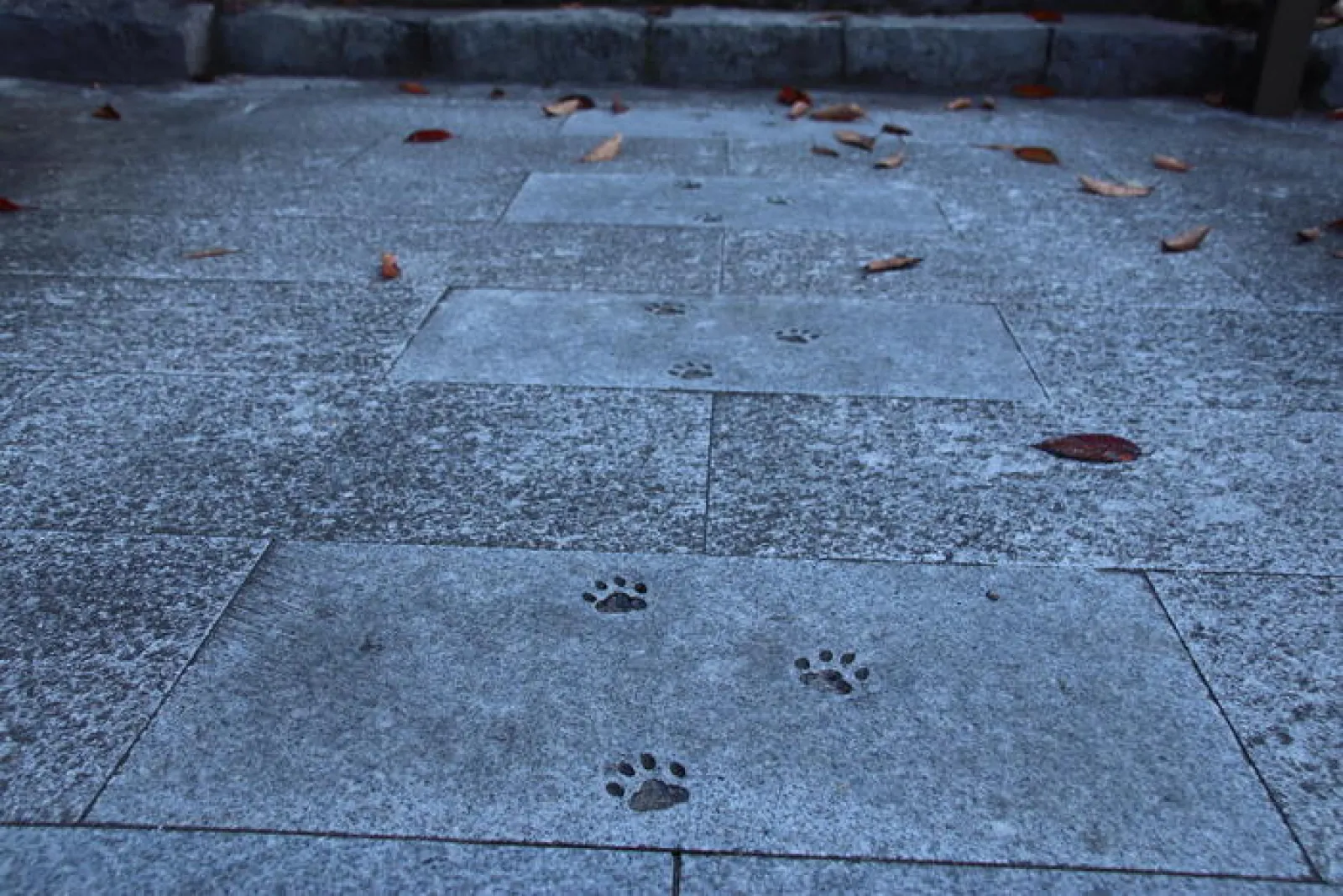 猫の足跡