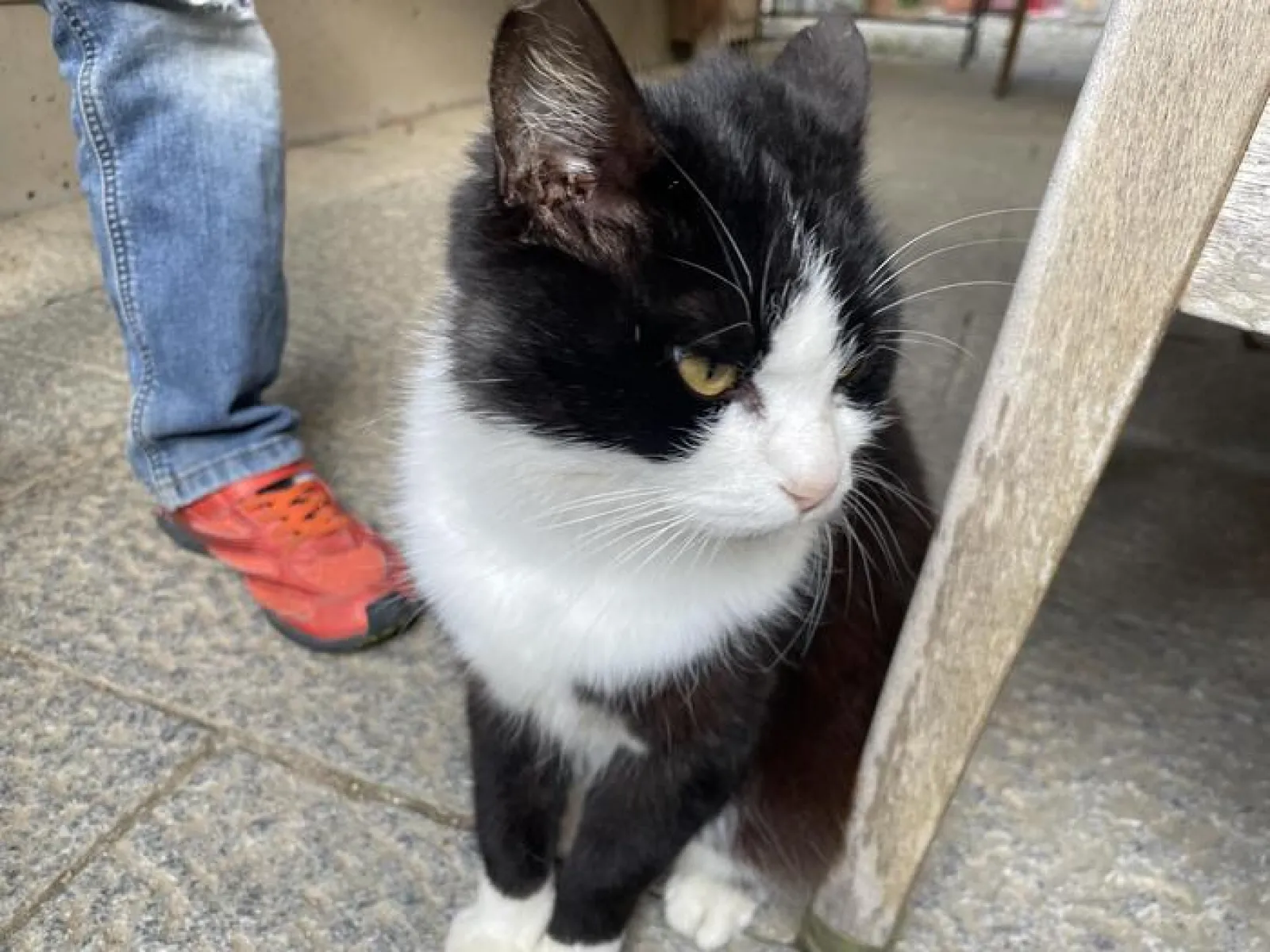 本物の猫