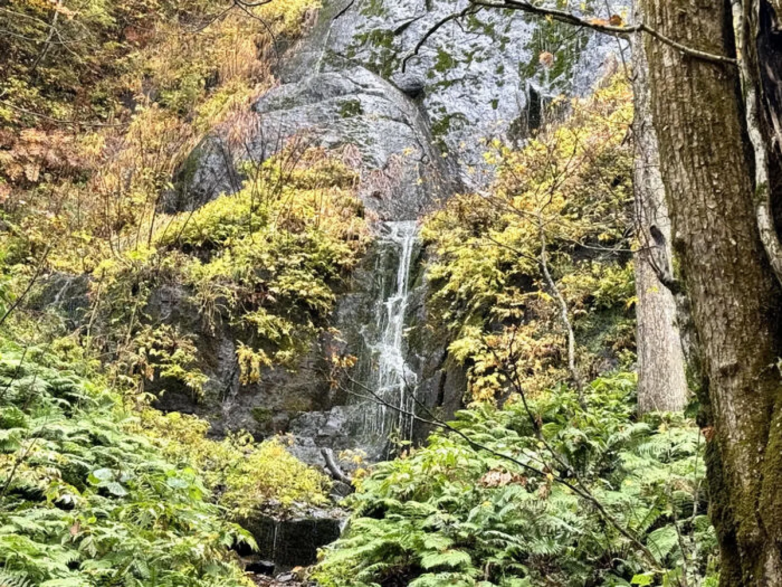 奥入瀬渓流