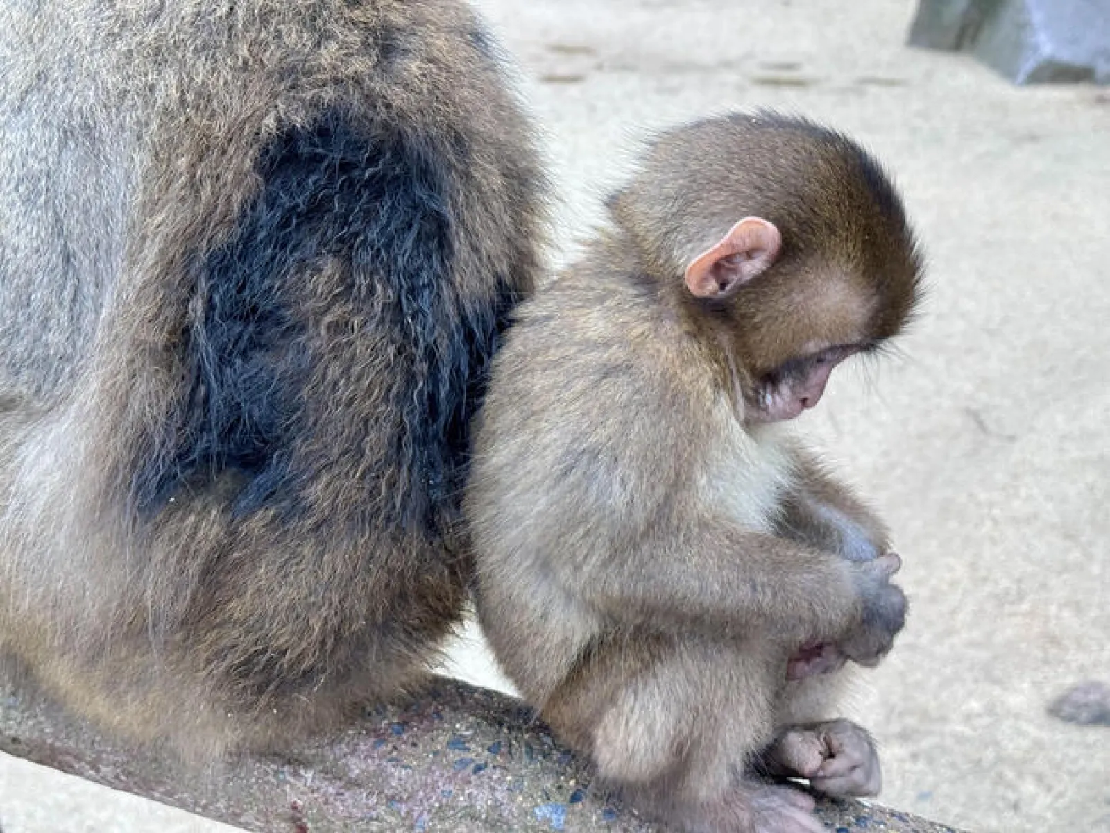 母に甘える子サル