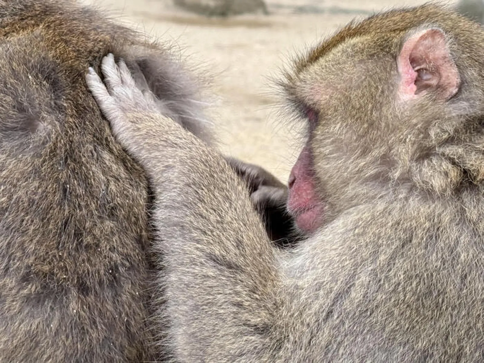 サル