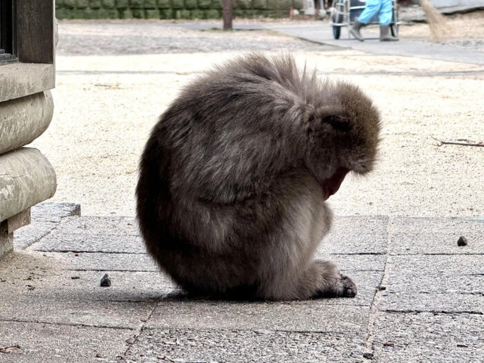 サル　一匹