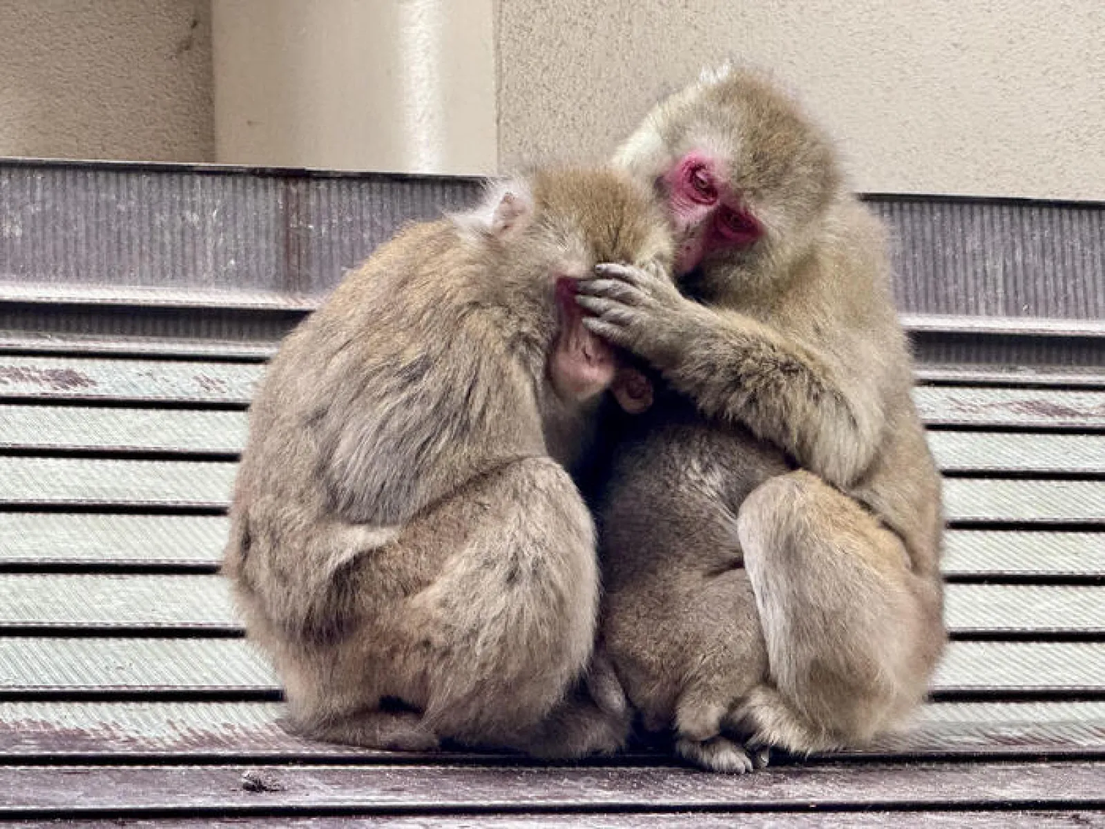 団子状態のサル