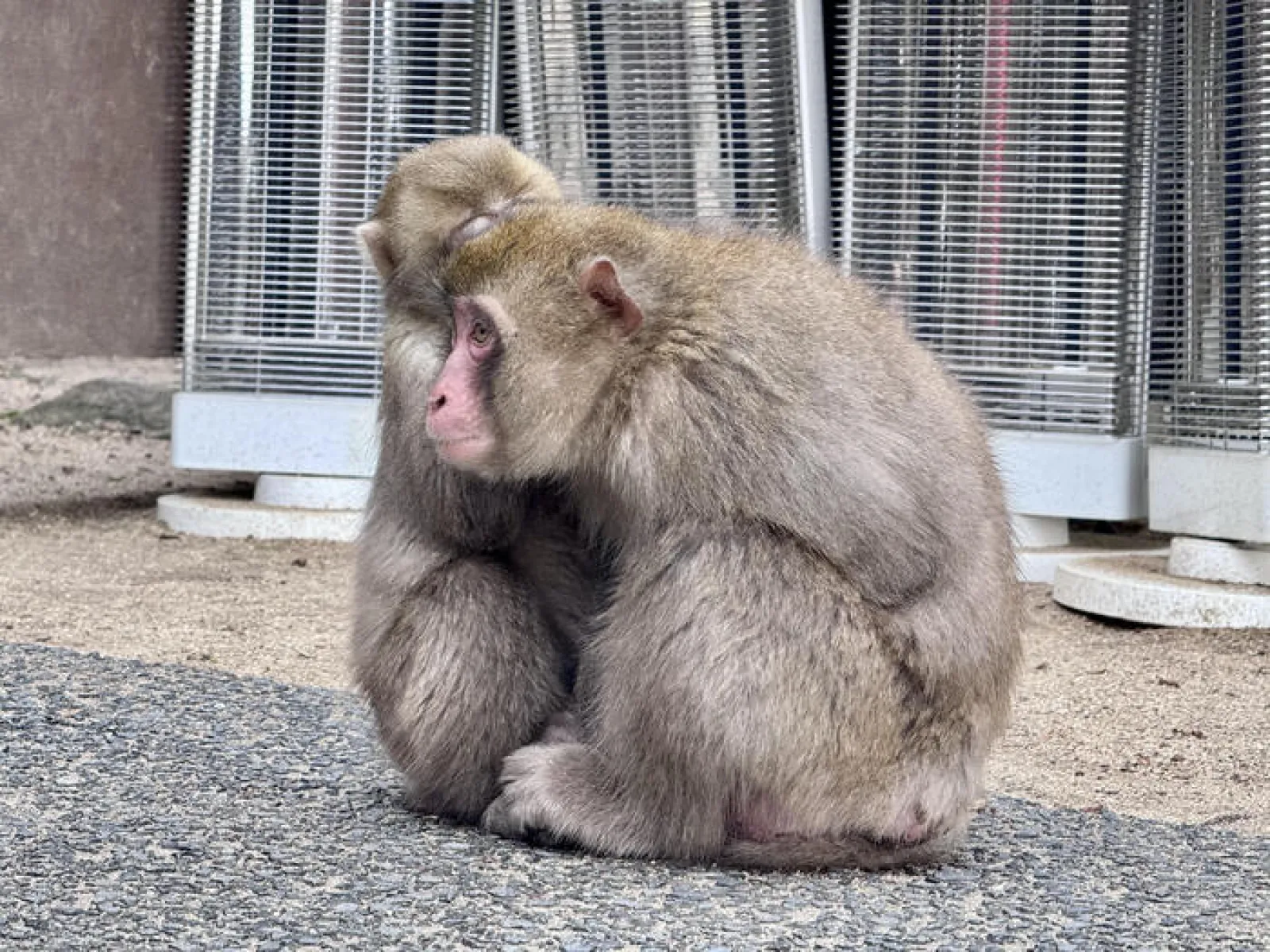 こそこそ話をするサル
