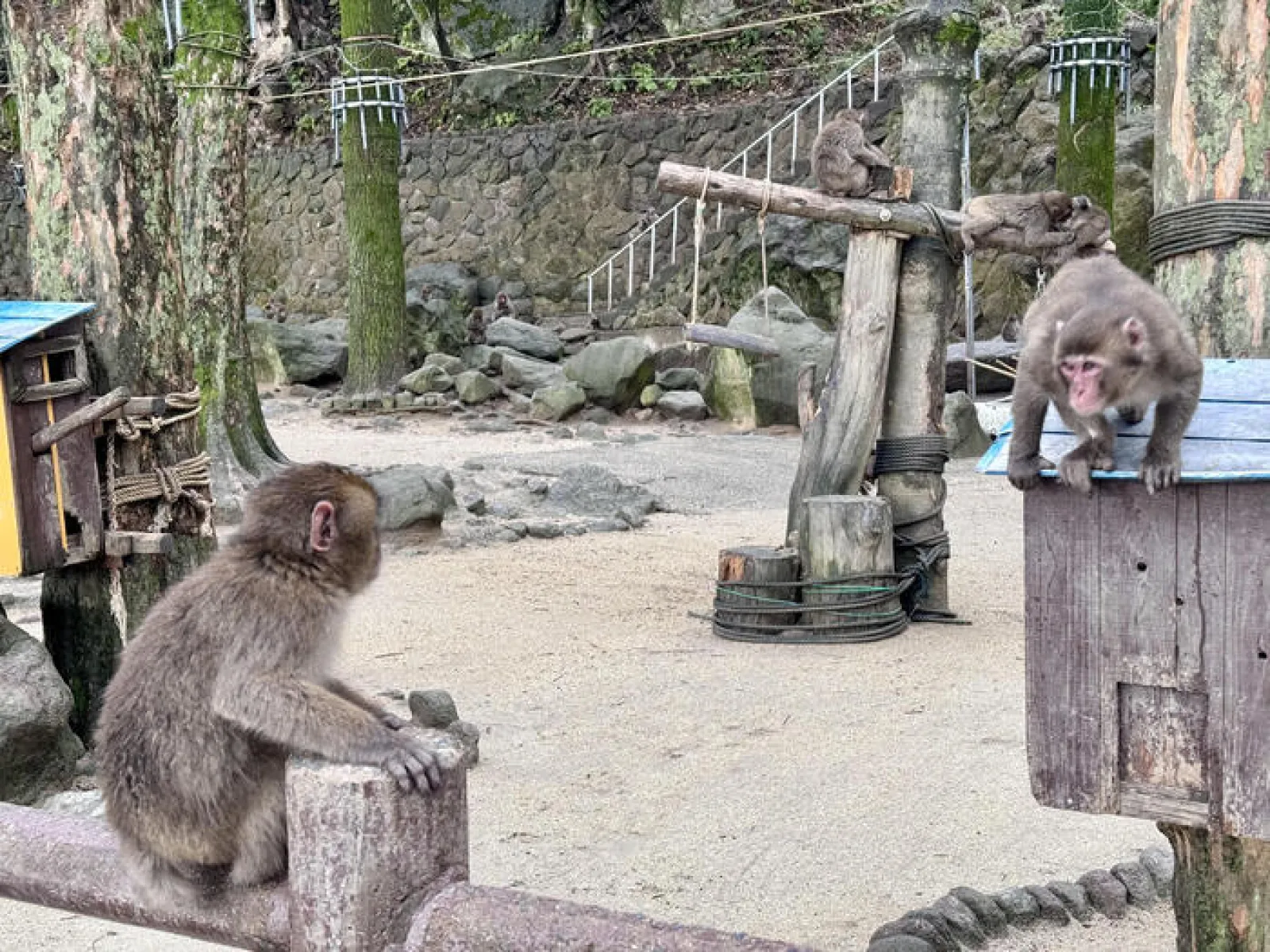 にらみ合うサル