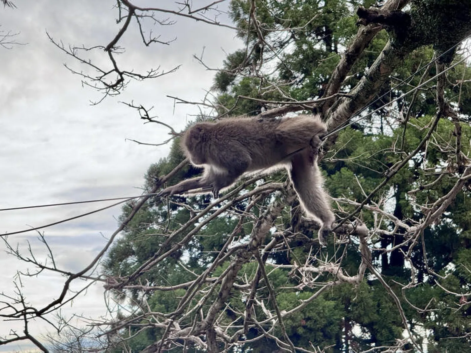 木登りするサル
