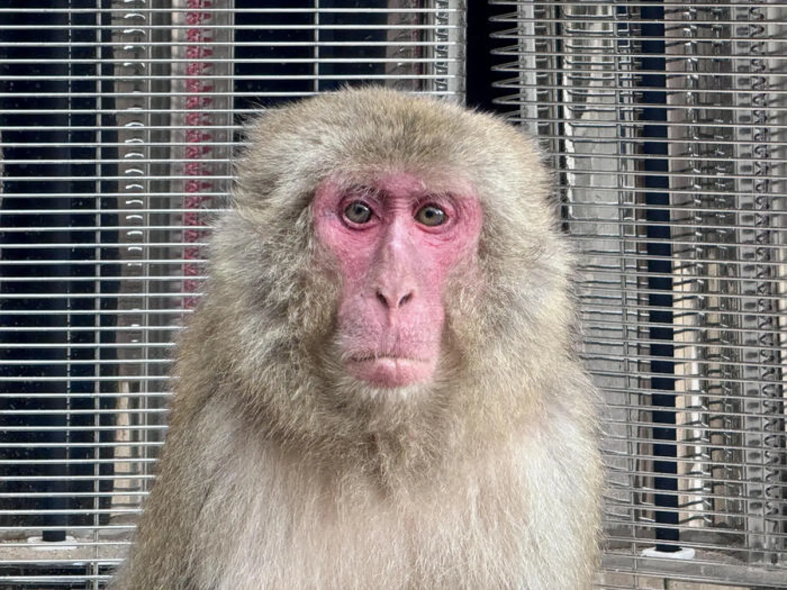 サル