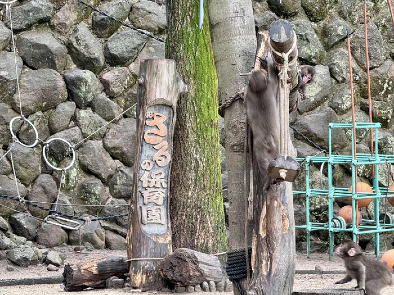 高崎山自然動物園