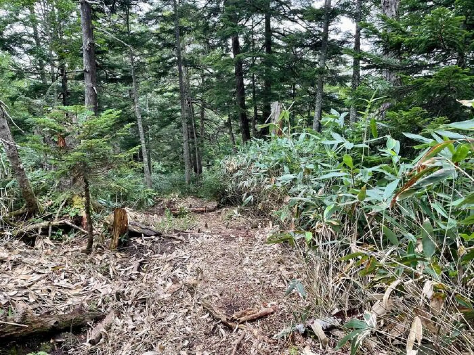 燧ヶ岳　見晴新道