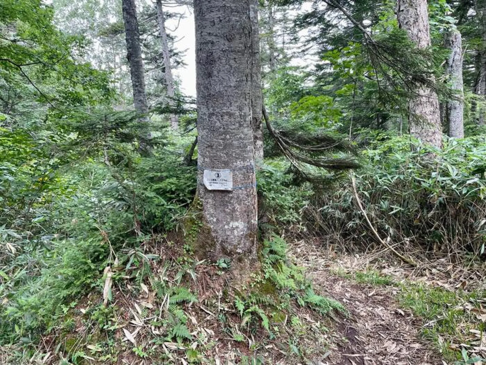 燧ヶ岳　見晴新道