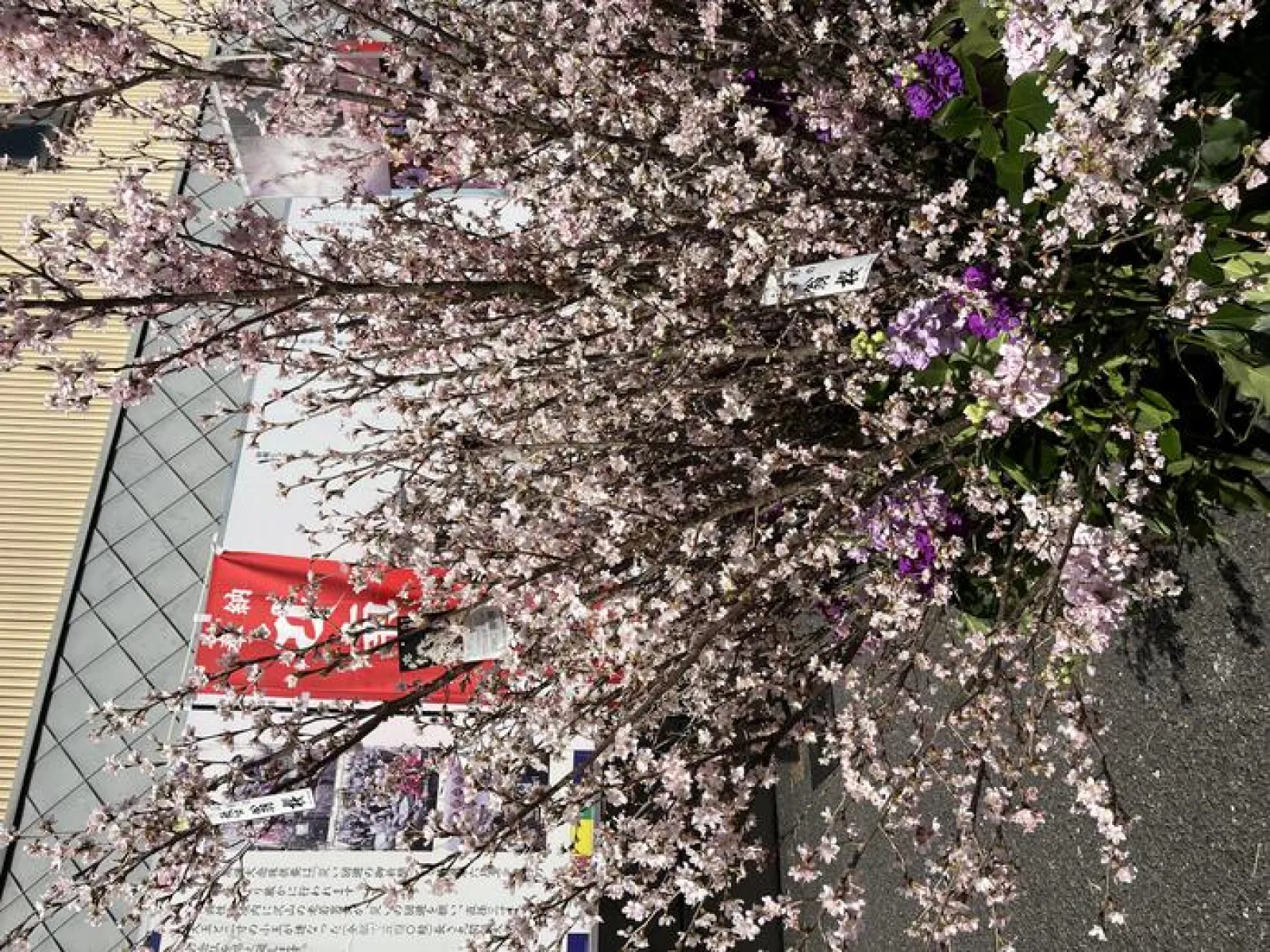 啓扇桜