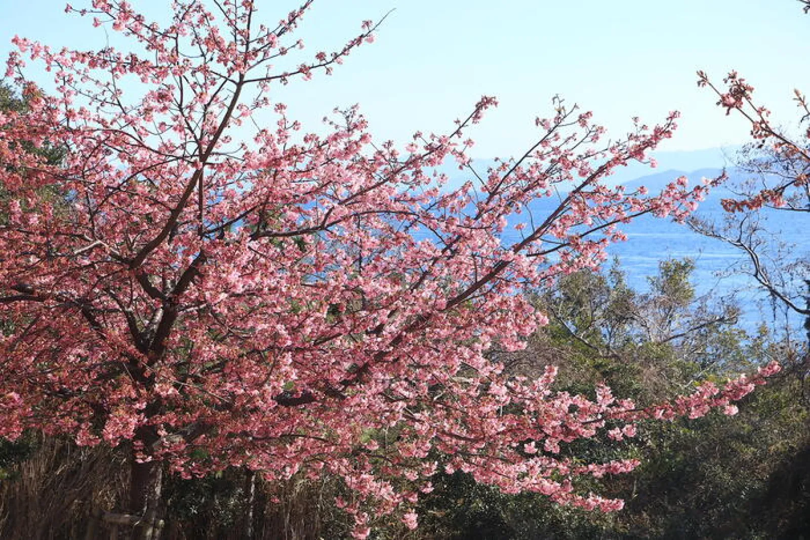 河津桜