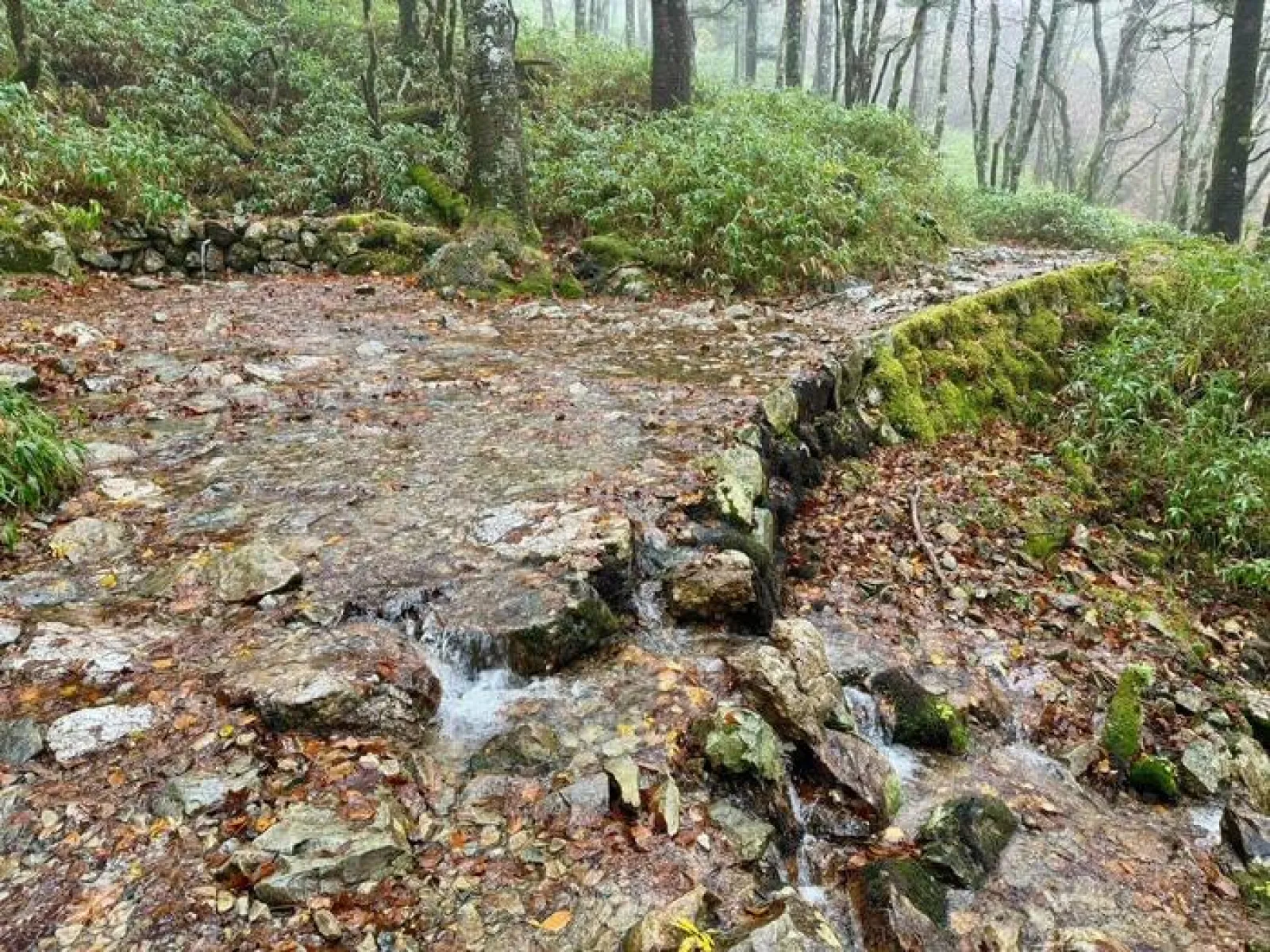 大台ヶ原山　登山道