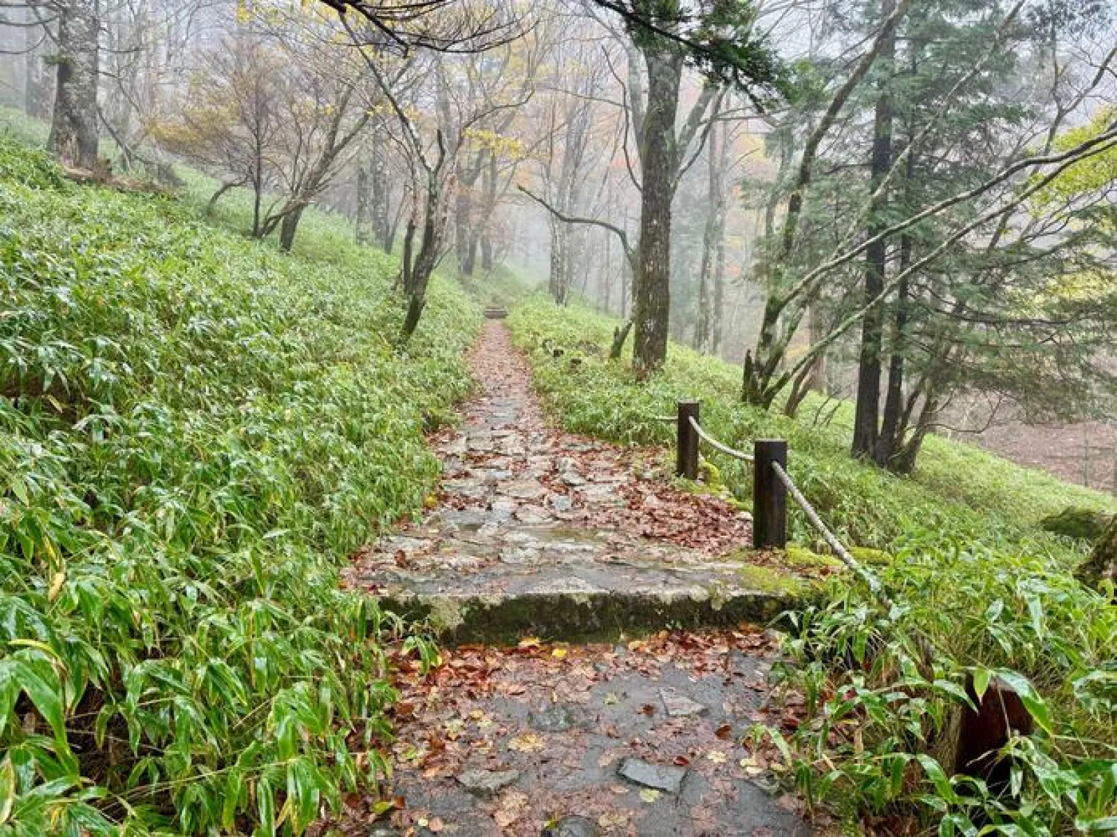 大台ヶ原山　登山道