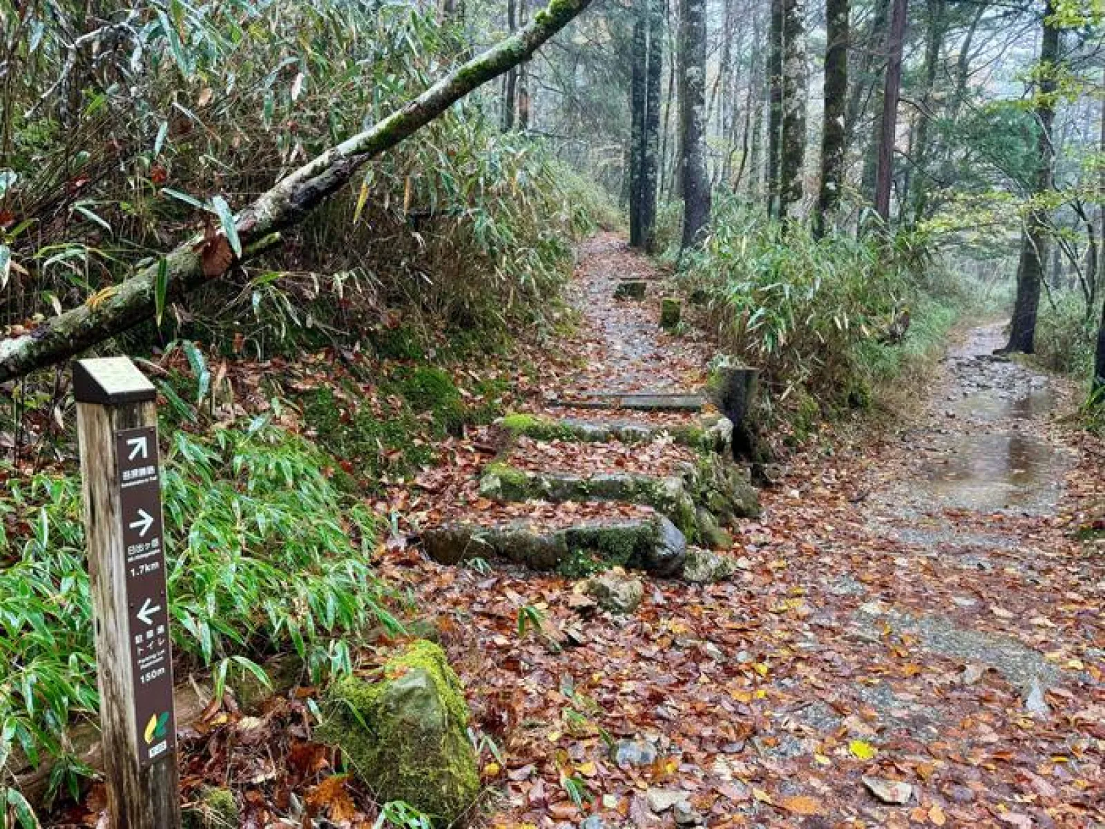 大台ヶ原山　登山道