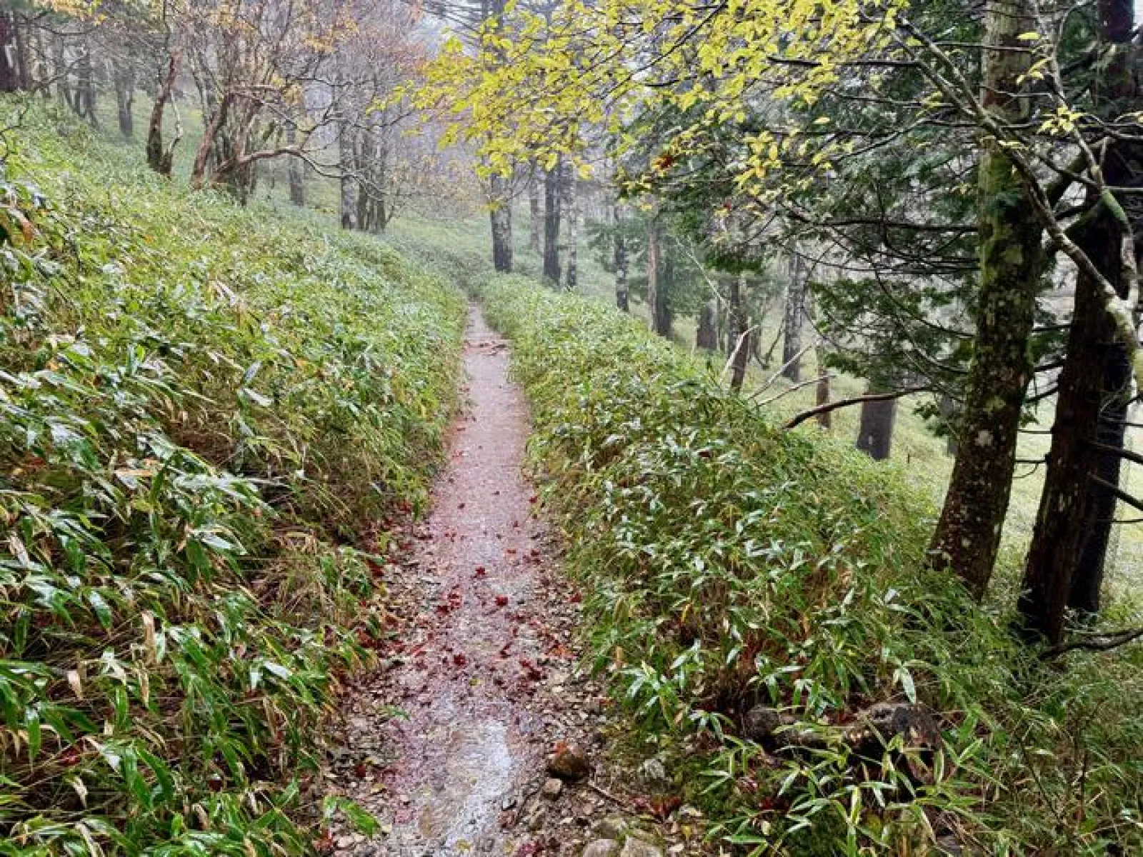 大台ヶ原山　登山道