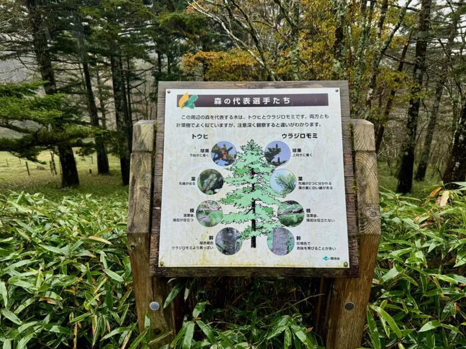 大台ヶ原山　登山道