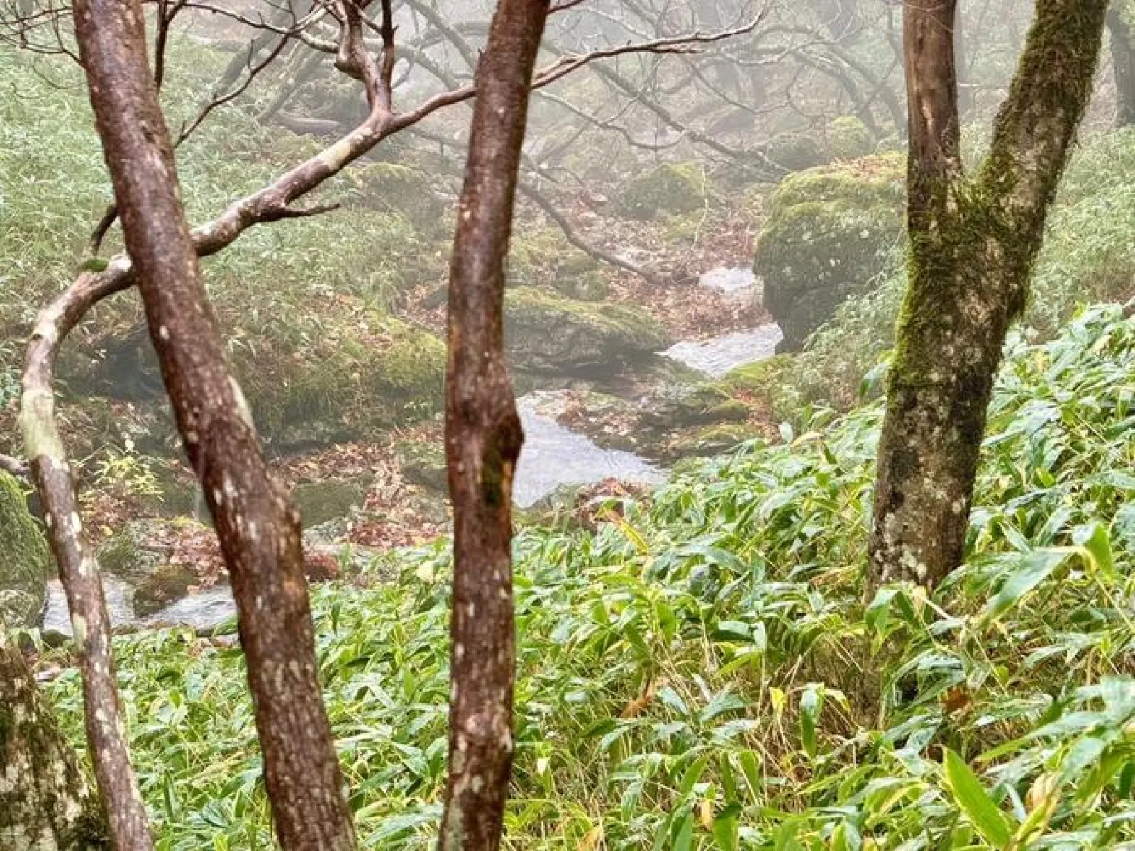 大台ヶ原山　登山道